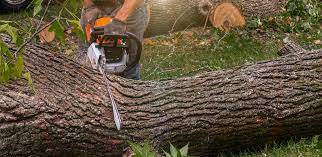 Best Tree Health Inspection  in Wakarusa, IN