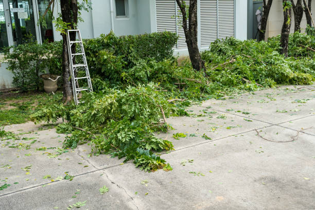 How Our Tree Care Process Works  in Wakarusa, IN