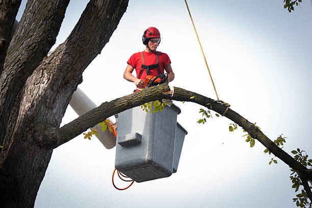 Best Storm Damage Tree Cleanup  in Wakarusa, IN