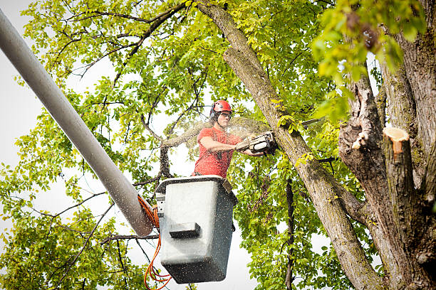 Best Tree Cabling and Bracing  in Wakarusa, IN