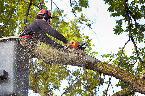 Best Palm Tree Trimming  in Wakarusa, IN