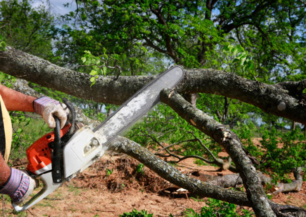 Best Arborist Consultation Services  in Wakarusa, IN