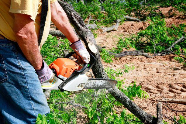 Best Emergency Tree Removal  in Wakarusa, IN